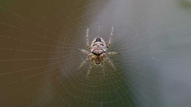 Создано приложение, помогающее бороться со страхом пауков