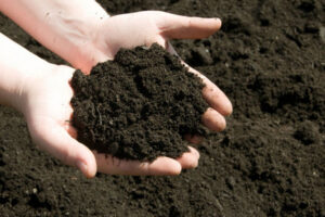 Что такое органическое вещество почвы