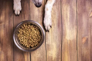 Как правильно подбирать сухой корм собаке