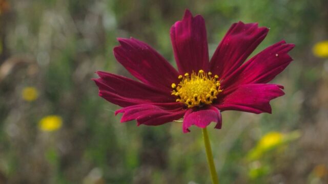 Синоптики предупредили о чрезвычайной жаре в трех областях Украины в ближайшие дни