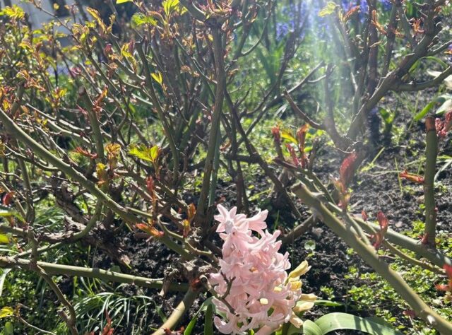 Синоптик обрадовала прогнозом погоды в Украине в дни перед Пасхой: потеплеет до +23