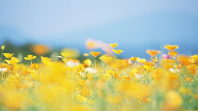 Погода в Украине в середине лета: синоптик рассказал, к чему готовиться в ближайшие дни