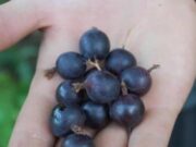 Саженцы крыжовника: выбор и посадка