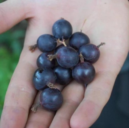 Саженцы крыжовника: выбор и посадка