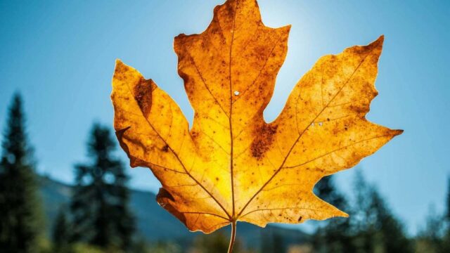 Украину накроет аномальная погода: температура удивит и днем, и ночью