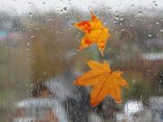 В Украине в ближайшие дни зарядят дожди, но есть и приятный момент