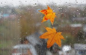 В Украине в ближайшие дни зарядят дожди, но есть и приятный момент