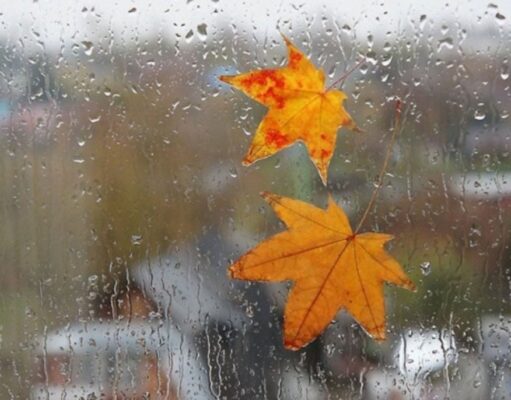 В Украине в ближайшие дни зарядят дожди, но есть и приятный момент