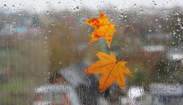 В Украине в ближайшие дни зарядят дожди, но есть и приятный момент