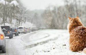 На погоду в Украине повлияют циркуляция воздуха над океанами и полярный вихрь: прогноз на январь – февраль