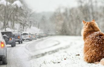 На погоду в Украине повлияют циркуляция воздуха над океанами и полярный вихрь: прогноз на январь – февраль