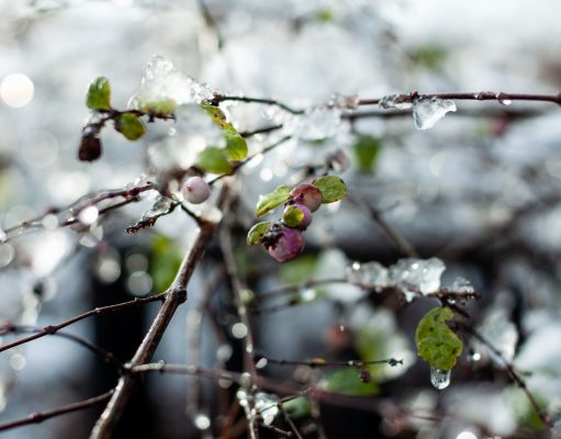 Весна в Украине набирает обороты: где в первую неделю марта потеплеет до +15